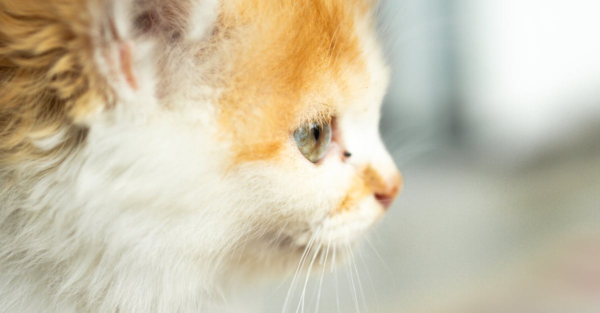 What Determines the Cost of Restumping by Different Contractors